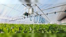 Liguria, agricoltura: promossi bandi per oliveti e vigneti fino a 5,85 milioni di euro