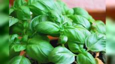 Chiavari, un'insolita proposta al Forum Giannini: profumo Basilico DOP come aroma ufficiale Liguria