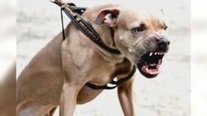 Bimbo sbranato da pitbull, Viale (Lega): "Subito patentino per padroni di cani problematici"
