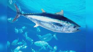 Liguria: pesca al tonno rosso, Mai (Lega) chiede regole meno restrittive