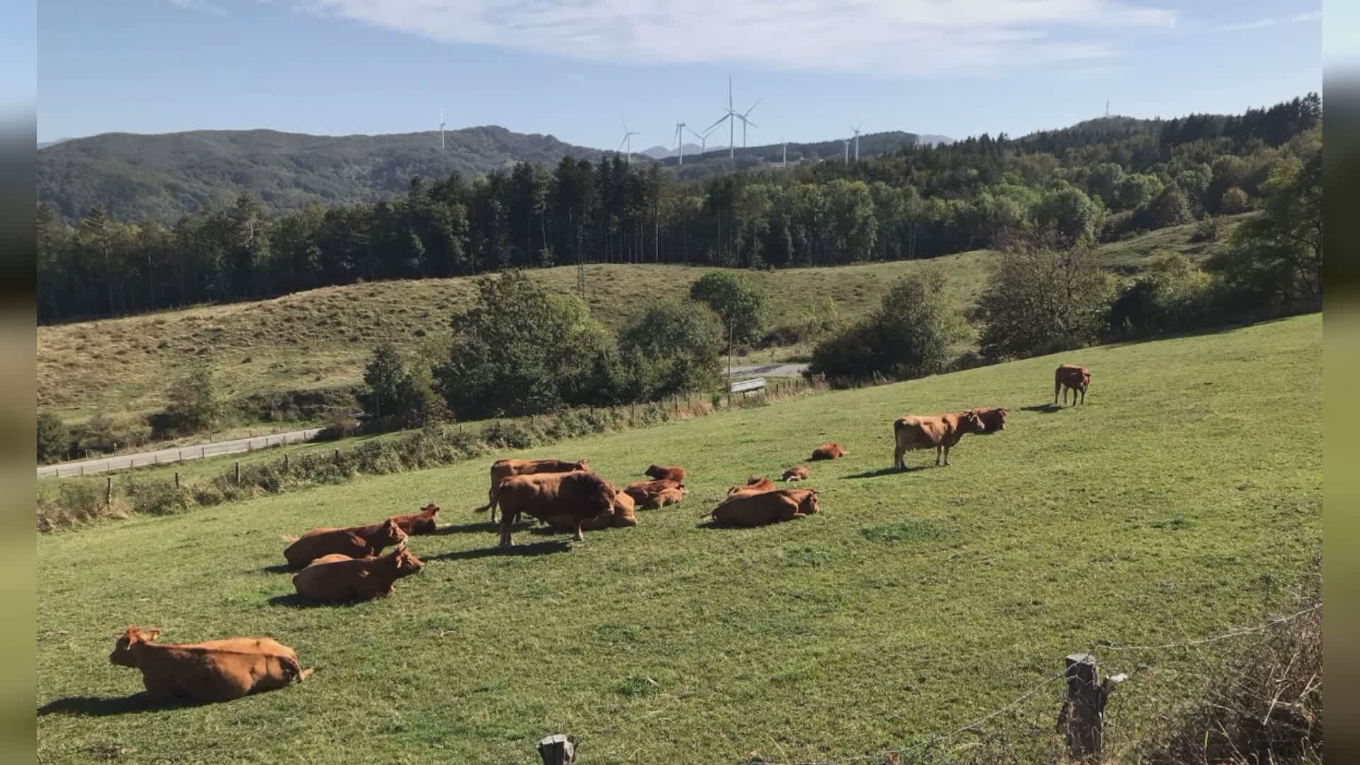 Liguria: carenza segnale nell'entroterra, Garibaldi (Lega) mette a un tavolo Regione e compagnie telefoniche