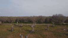 Liguria, l'agricoltura al femminile è una risorsa: 3mila aziende in rosa