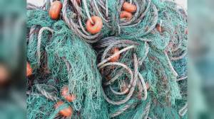 Liguria, economia circolare nella pesca: 100mila euro dalla Regione per l'Istituto Floricoltura