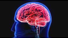 IIt Genova: "felici o tristi", scoperto un nuovo circuito nel cervello per riconoscere le emozioni