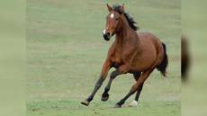 Castiglione Chiavarese, giovane colpito dal calcio di un cavallo: è grave al San Martino