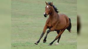 Castiglione Chiavarese, giovane colpito dal calcio di un cavallo: è grave al San Martino