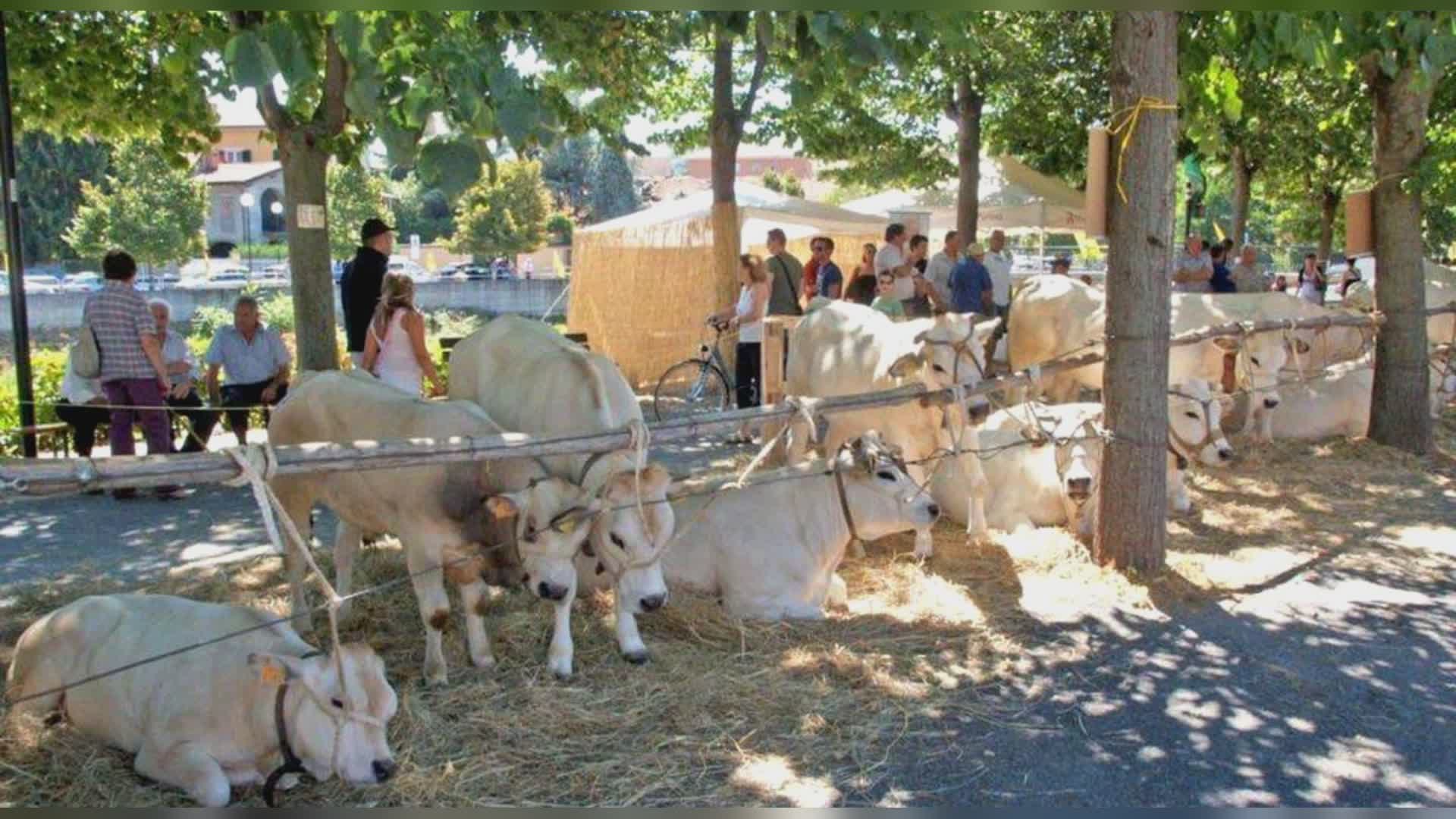 Genova: fiera bestiame Struppa, attivo anche punto Fidas per donatori