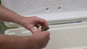 Albenga, rilasciate in natura 10 testuggini palustri: inaugurate nuove aree realizzate per ospitare le emys