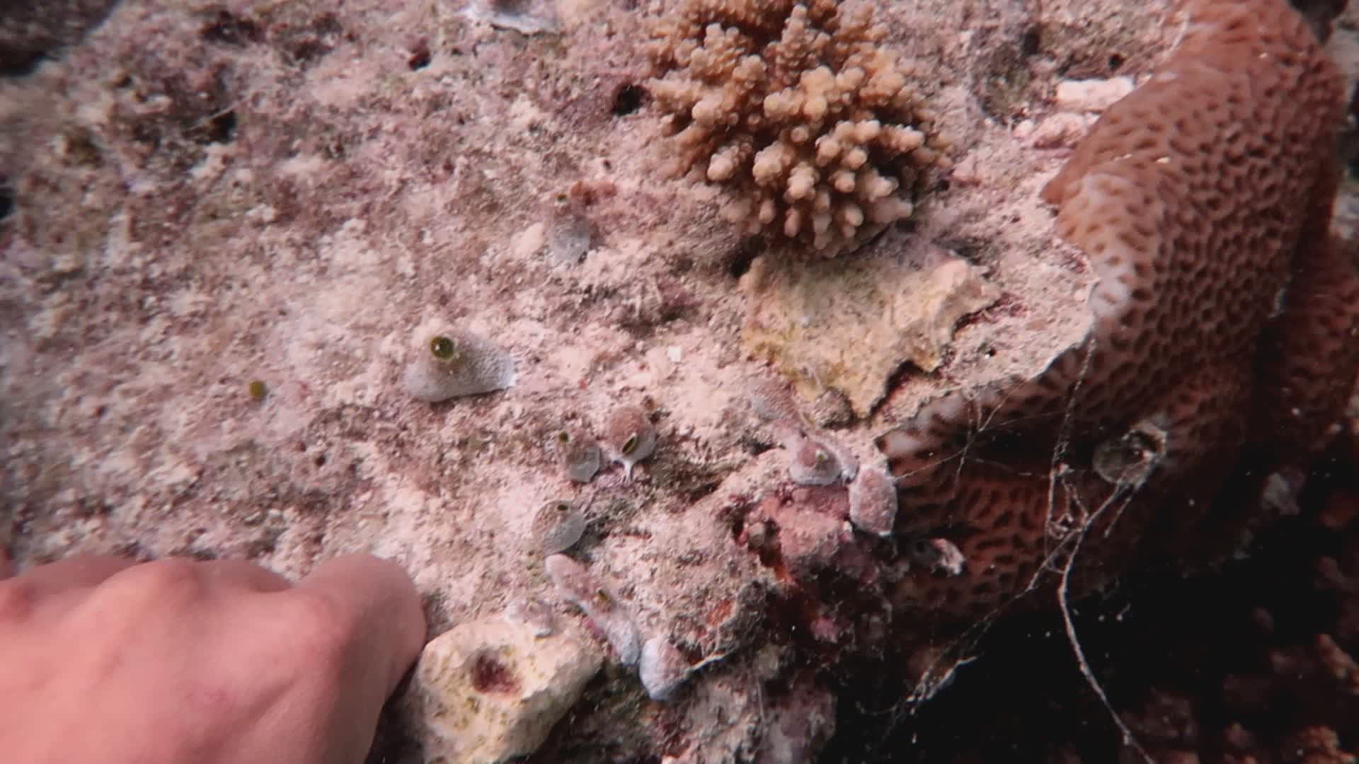Genova, Acquario e Unimib uniti per un nuovo materiale di restauro delle barriere coralline
