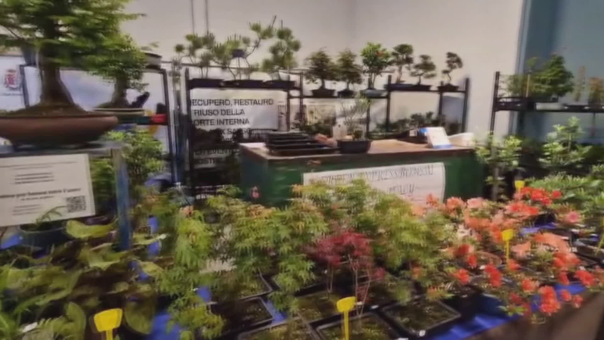 Imperia, appassionati e turisti al Festival del Bonsai e delle arti giapponesi