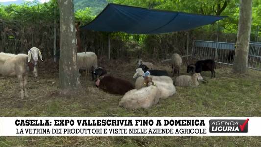 Agenda Liguria -Expo Vallescrivia 14-15-16 Giugno a Casella 2