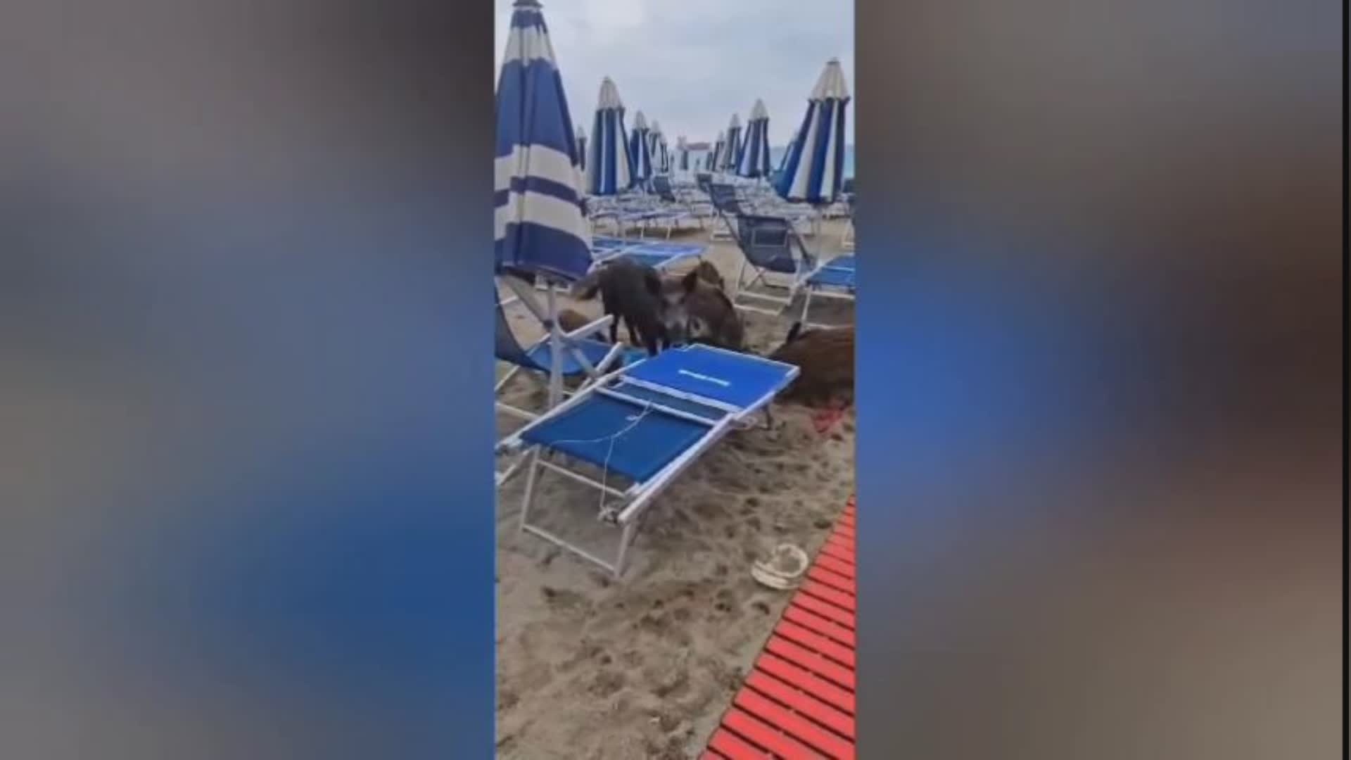 Savona, famiglia di cinghiali invade la spiaggia dei Bagni Aurora (video)