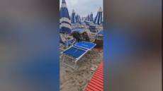 Savona, famiglia di cinghiali invade la spiaggia dei Bagni Aurora (video)