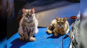 La Spezia, coppia di gatti aggredisce cane e padrona: coniugi genovesi a processo