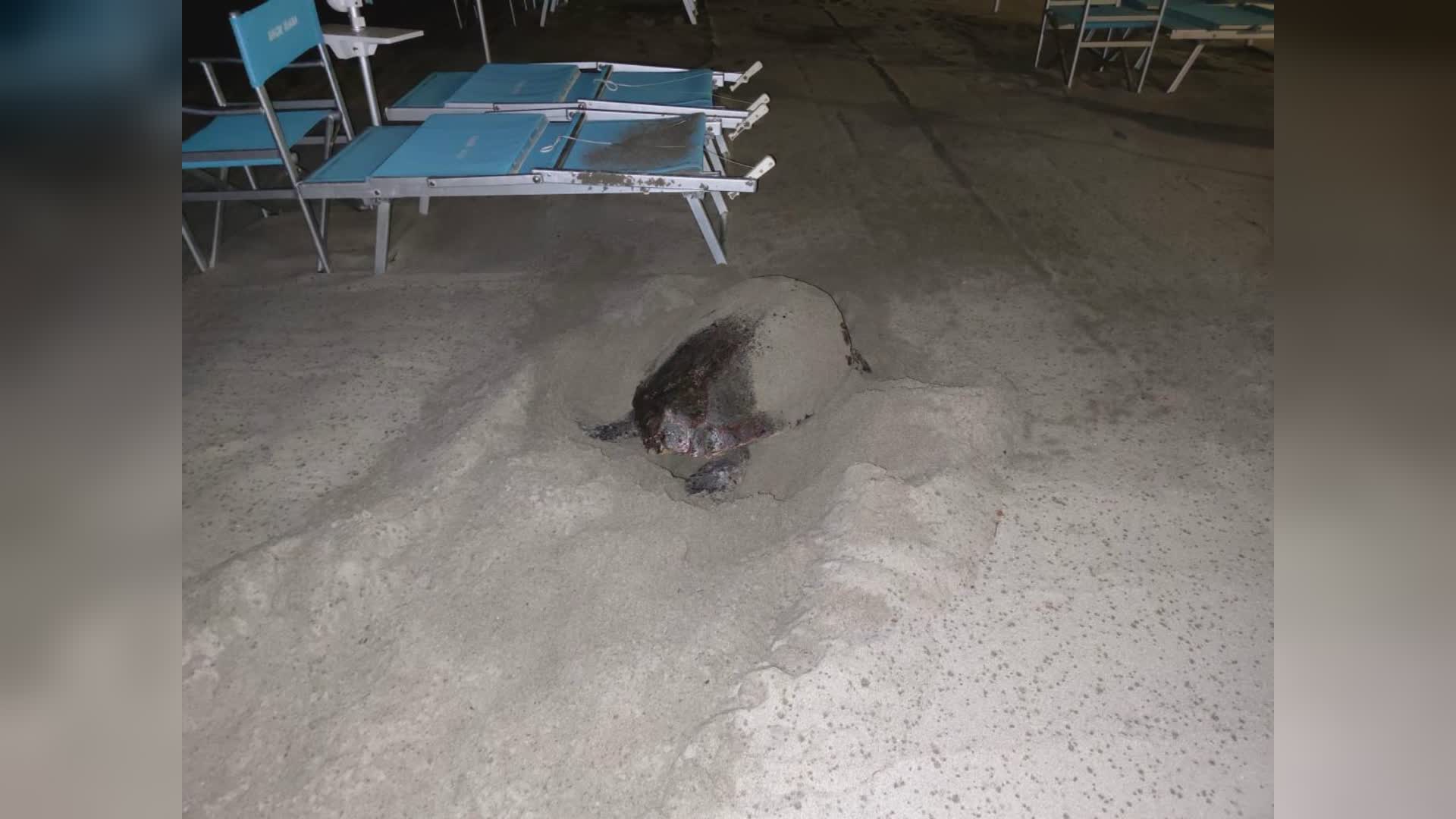 E’ 'Diana' il nome scelto per la tartaruga Caretta caretta che ha nidificato a Laigueglia