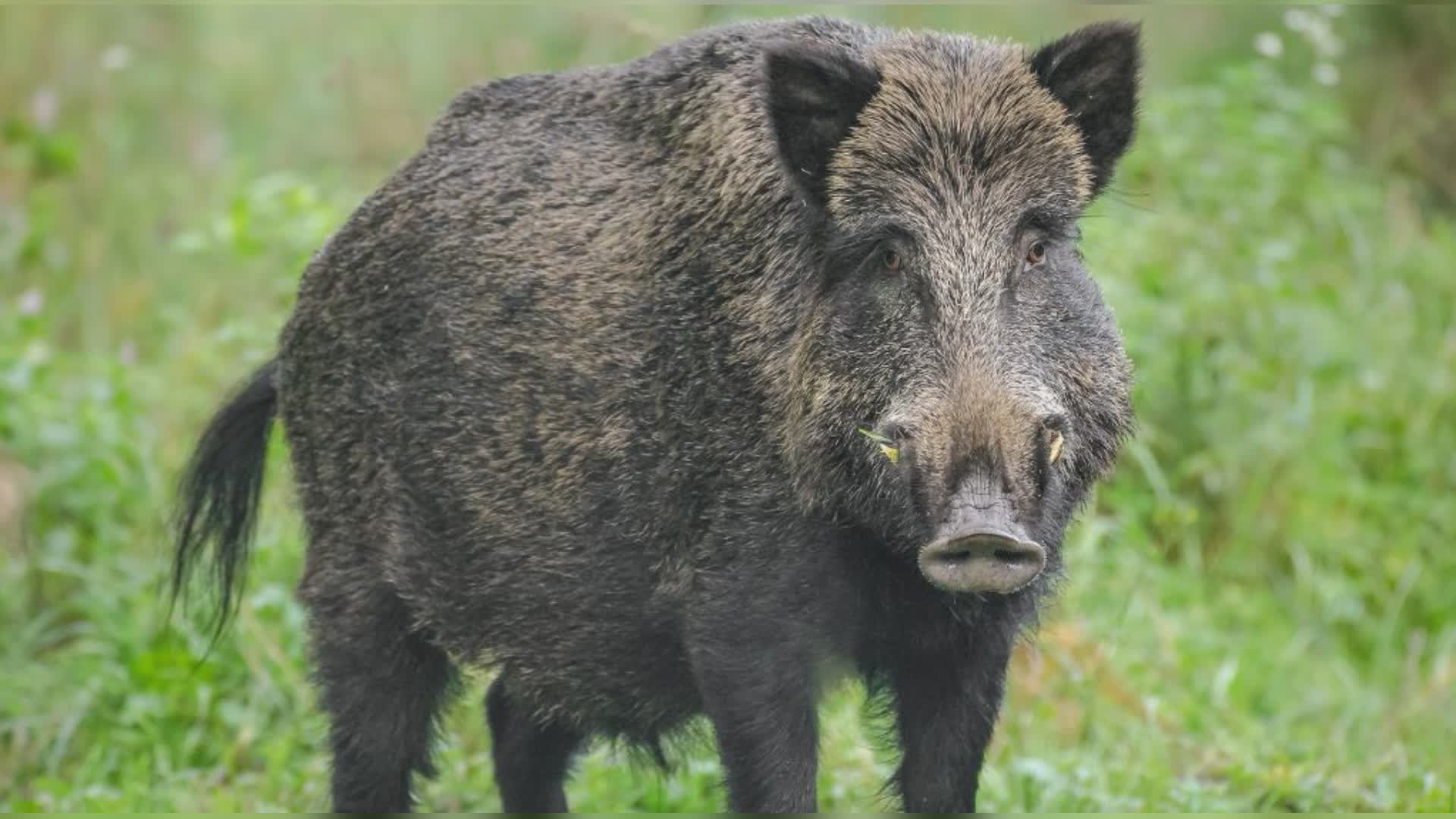 Recco: cagnolino sbranato dai cinghiali in via della Ne'. Sindaco Gandolfo: "Servono misure urgenti"