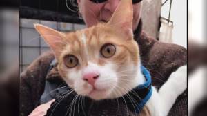 Genova: gatto recuperato da un dirupo graffia due vigili del fuoco durante il salvataggio
