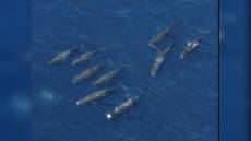 Liguria: anche Portofino, Bergeggi e le Cinque Terre tra le aree protette per i cetacei