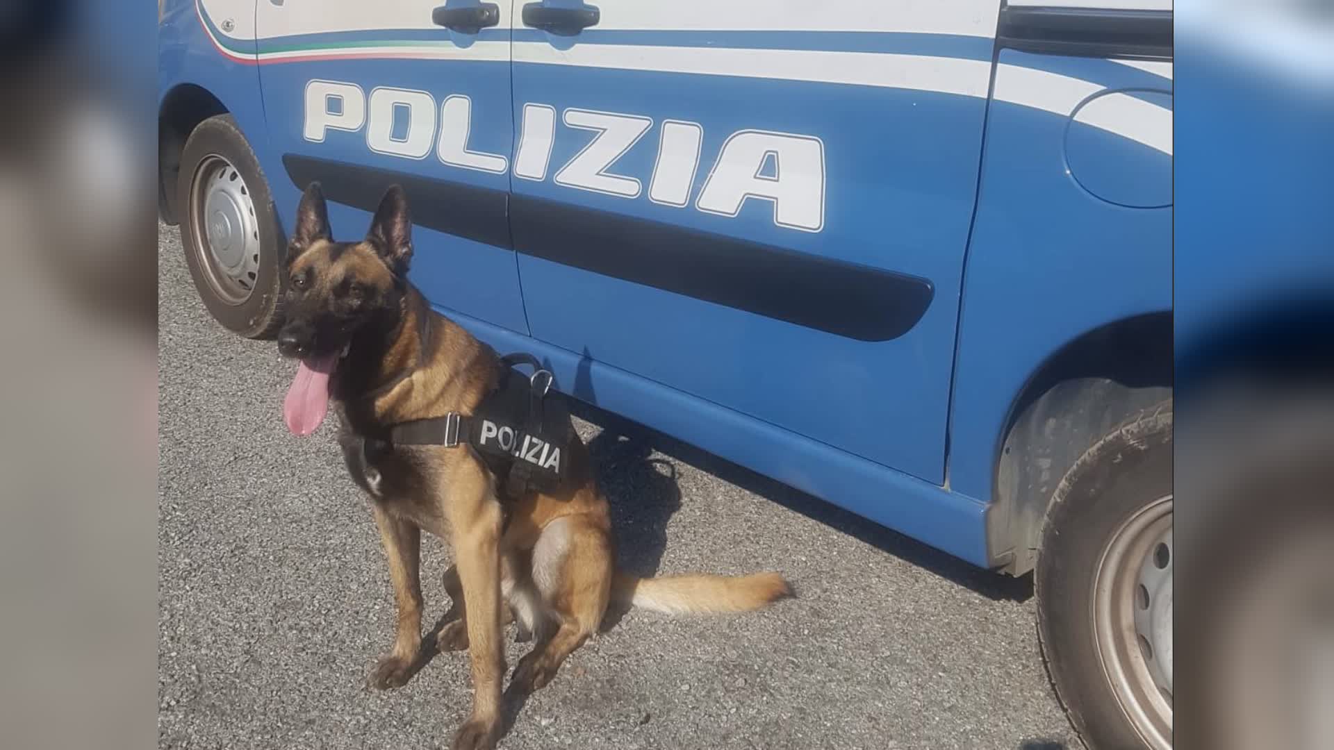 Ventimiglia: "droga del combattente" in 178 pastiglie scoperta dal cane GdF Hura, arrestato rome