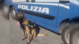 Ventimiglia: "droga del combattente" in 178 pastiglie scoperta dal cane GdF Hura, arrestato rome