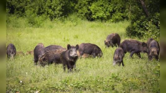 Genova, Coldiretti oraganizza sciopero per dire basta ai danni da fauna selvatica