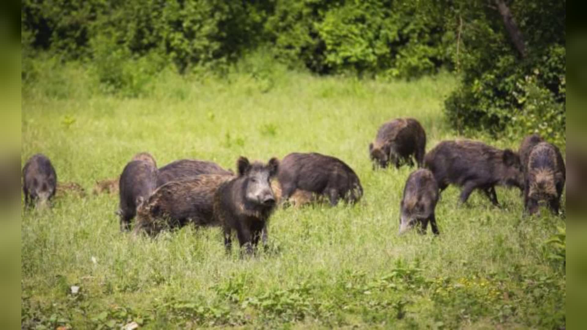 Liguria, cinghiali, Ugolini e Giordano(M5S): "Intervento dell'esercito e caccia non sono la soluzione"