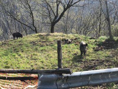 Cinghiali: agricoltori in piazza De Ferrari per chiedere un piano straordinario