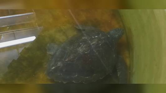 Genova: tartaruga in difficoltà salvata a Punta Vagno e accolta all'Acquario