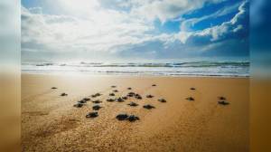 Liguria, tartarughe marine: tre Comuni in zone costiere si mobilitano per tutela biodiversità
