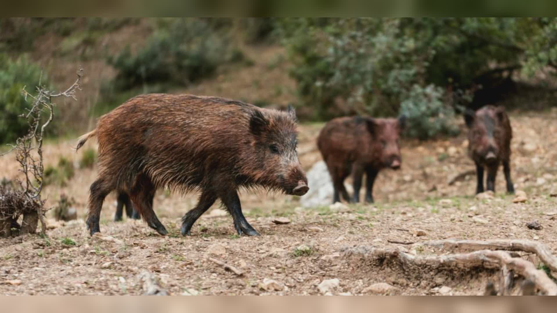 Liguria, 8 nuovi casi di peste suina africana