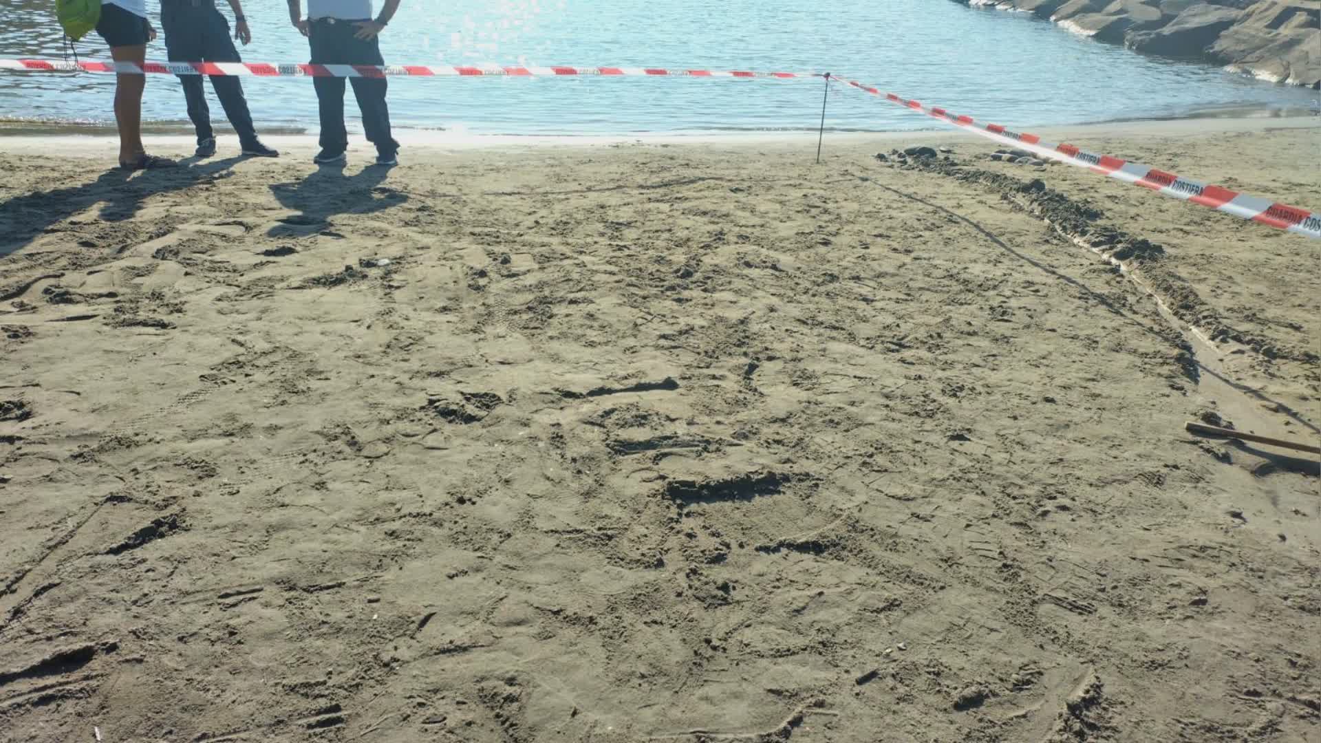 Liguria: nidi di tartaruga marina, "falso allarme" a Riva Ligure, sotto controllo i siti di Arma di Taggia e Laigueglia