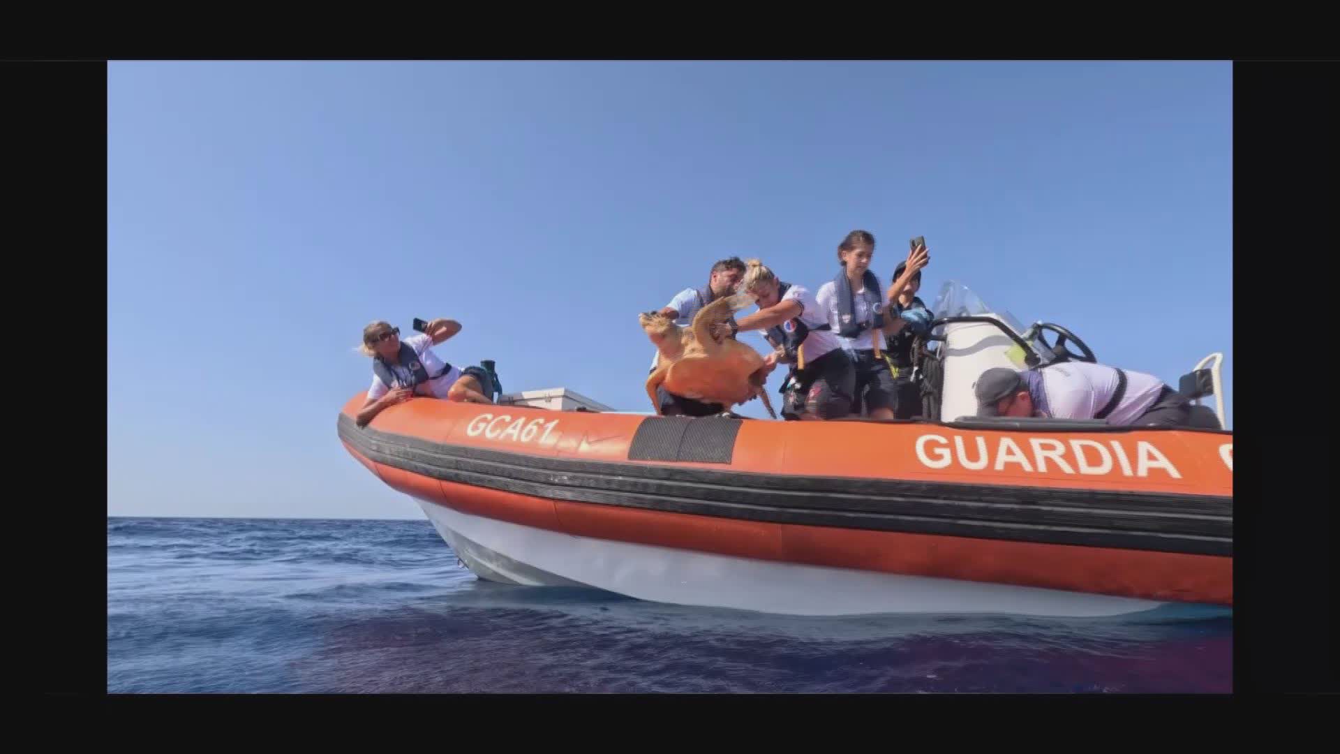 Genova, torna in mare la tartaruga rinvenuta a largo di Varazze a fine giugno