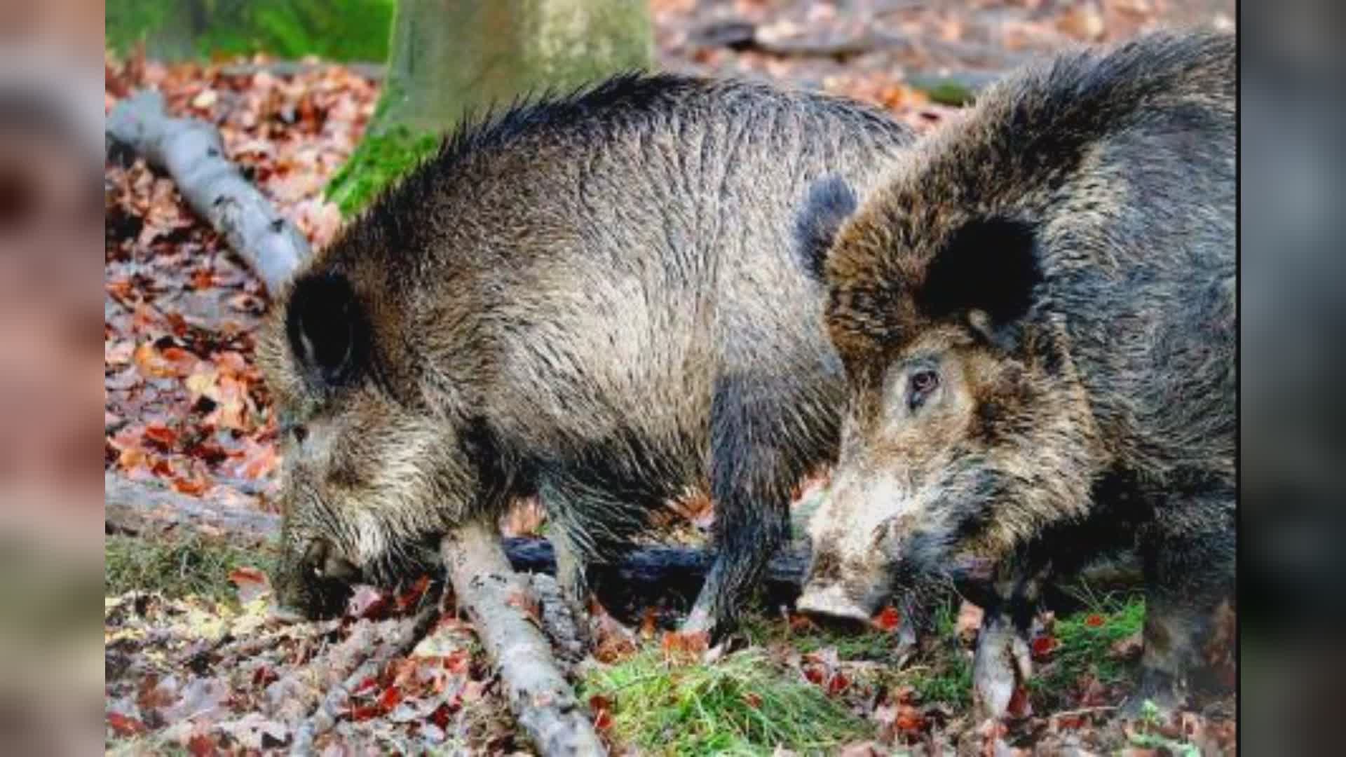 Liguria: peste suina, sei nuovi casi tra Genova, Cicagna, Bargagli, Lumarzo e Uscio