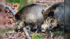 Liguria: peste suina, sei nuovi casi tra Genova, Cicagna, Bargagli, Lumarzo e Uscio