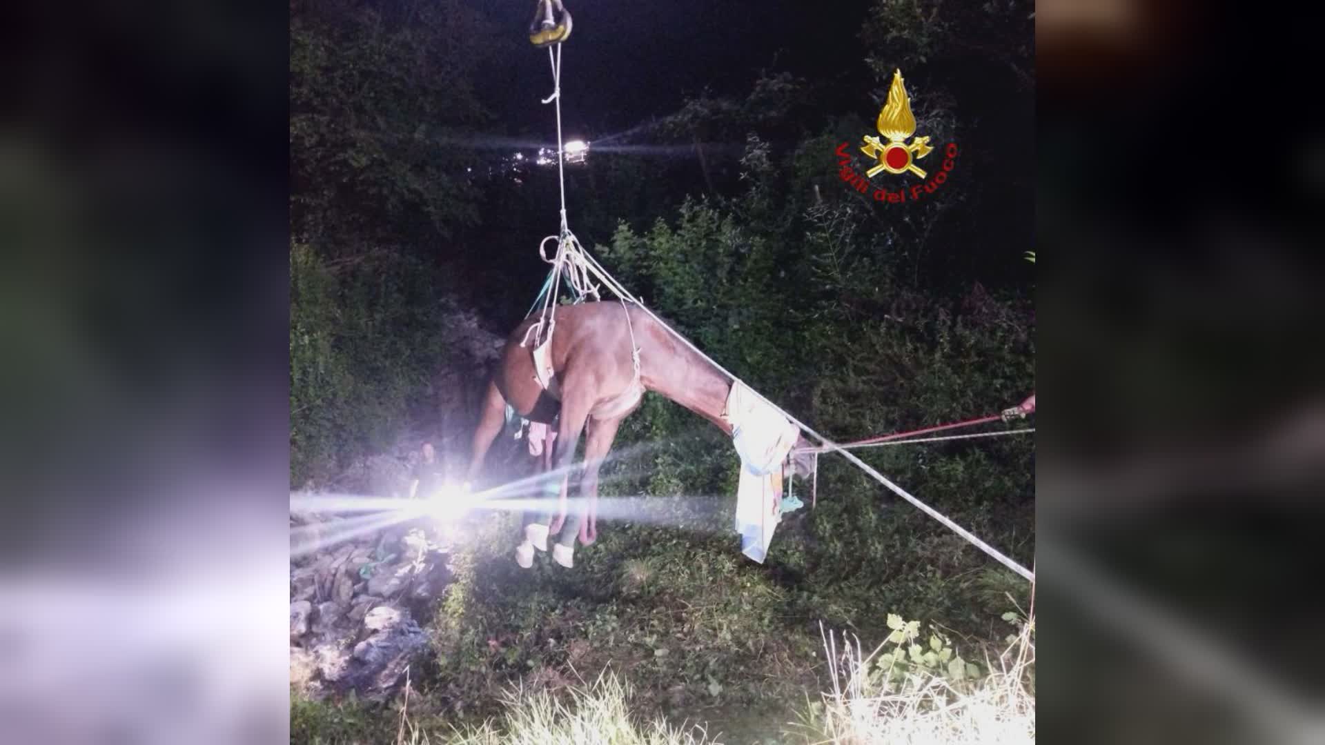 Serra Riccò: cavallo anziano caduto in dirupo, salvato dai Vigili del Fuoco