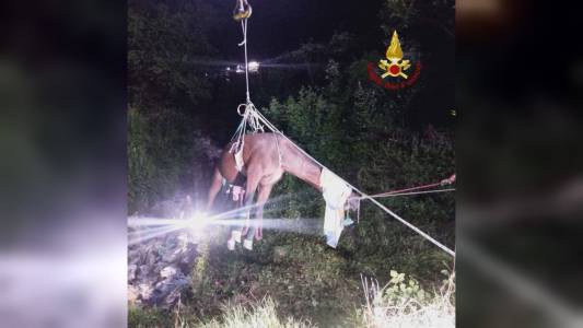 Serra Riccò: cavallo anziano caduto in dirupo, salvato dai Vigili del Fuoco