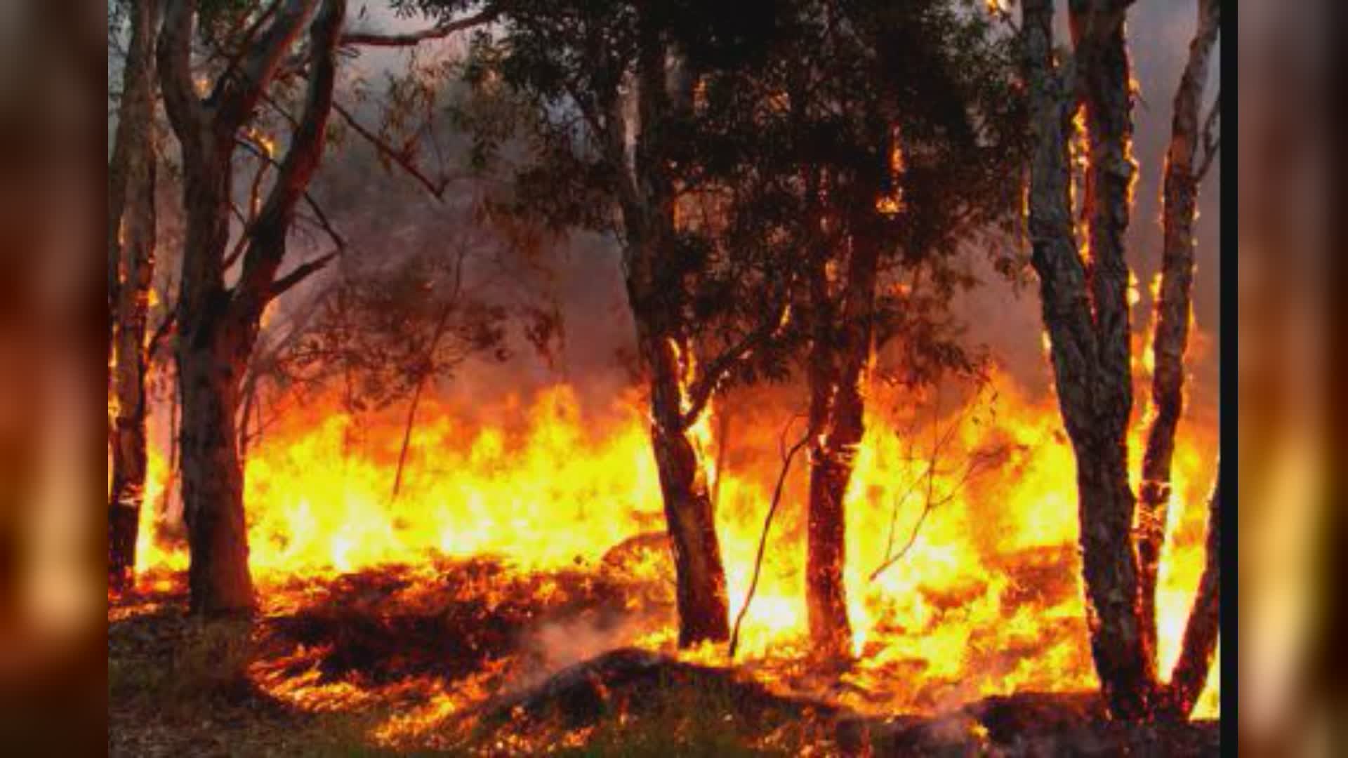 Liguria: allerta incendi boschivi, dal 27 luglio "stato di grave pericolosità"