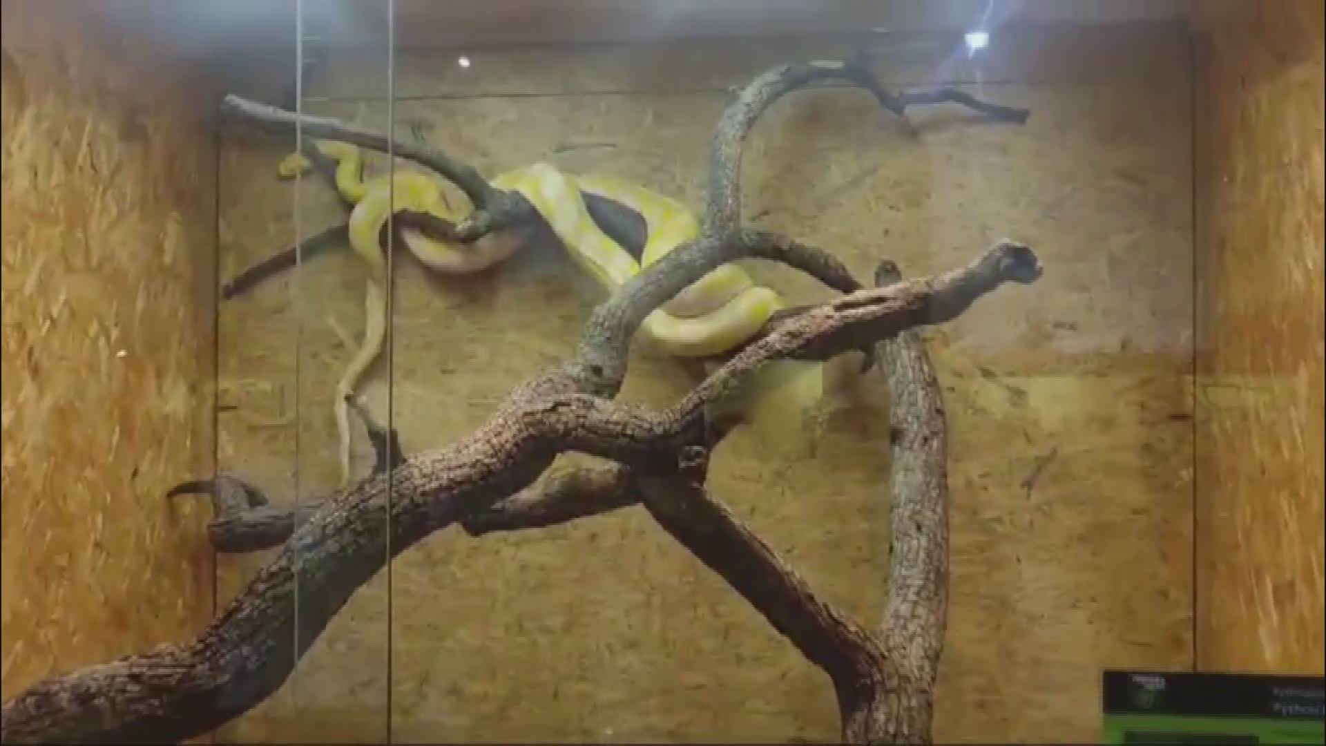 Genova, arriva la mostra "Serpenti" al Museo di Storia Naturale: allestiti speciali terrari che ospitano 100 esemplari