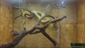 Genova, arriva la mostra "Serpenti" al Museo di Storia Naturale: allestiti speciali terrari che ospitano 100 esemplari