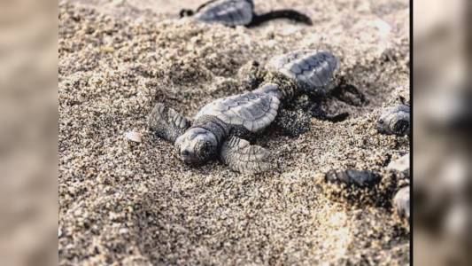 Finale Ligure: verificato il quarto nido di tartarughe Caretta caretta