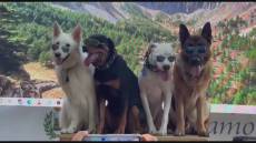 Camogli, premio fedeltà del cane: celebrati gli eroi a quattro zampe