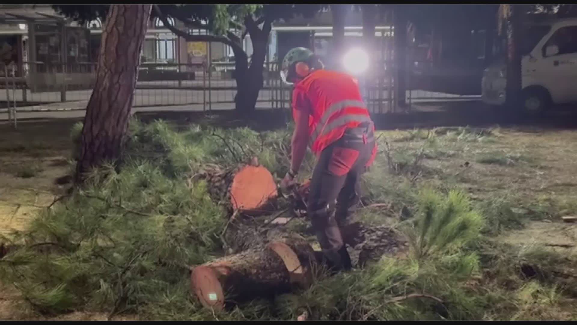 Pini di Brignole a Genova, abbattuti i primi tre alberi