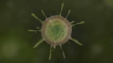 Vaiolo delle scimmie, Bassetti a Telenord: "Nuova variante più letale, ma inutile creare allarmismo"