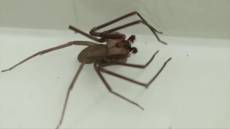 Ragno violino, Bassetti a Telenord: "Ecco cosa fare se si viene morsi"