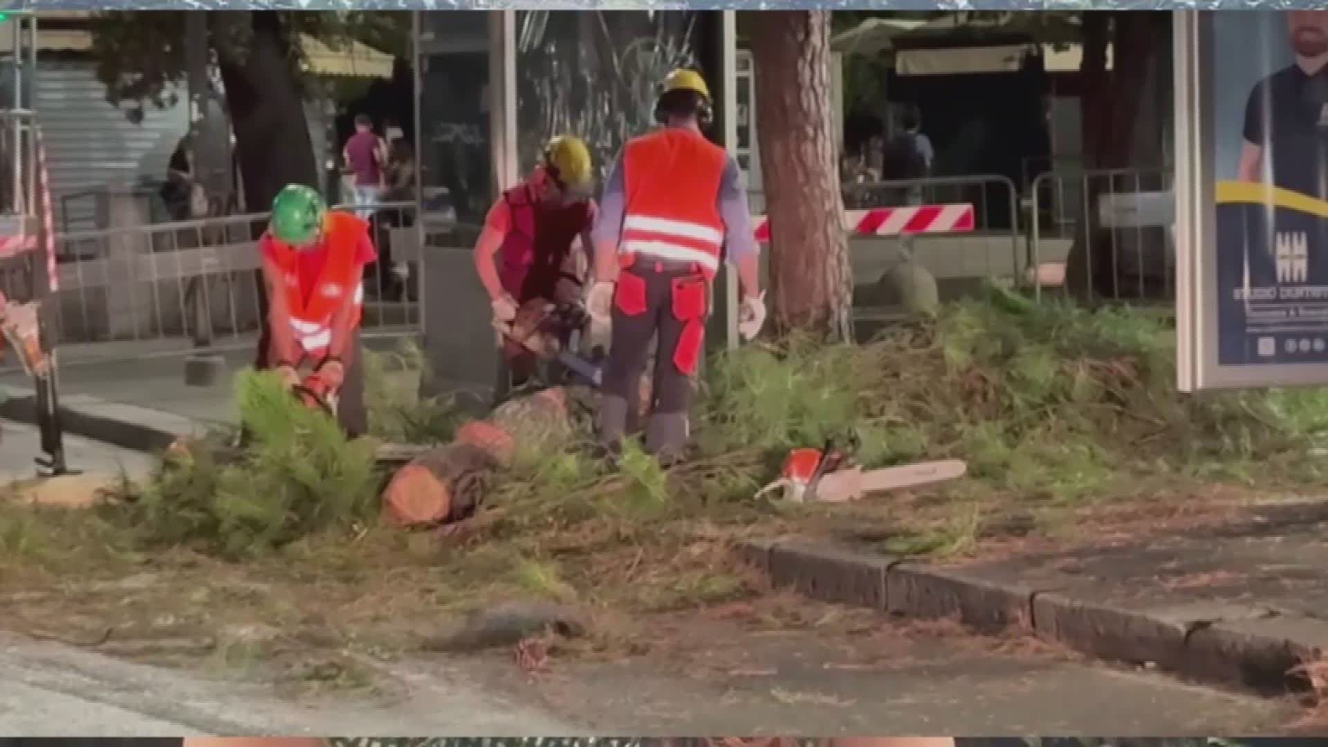 Taglio pini di Brignole, Coppola (Legambiente): "Il verde pubblico non dev'essere solo decorazione, ma un elemento da valorizzare"