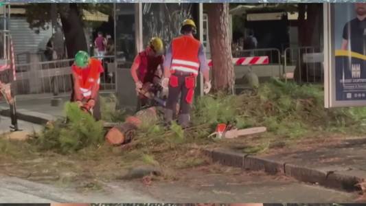 Taglio pini di Brignole, Coppola (Legambiente): "Il verde pubblico non dev'essere solo decorazione, ma un elemento da valorizzare"