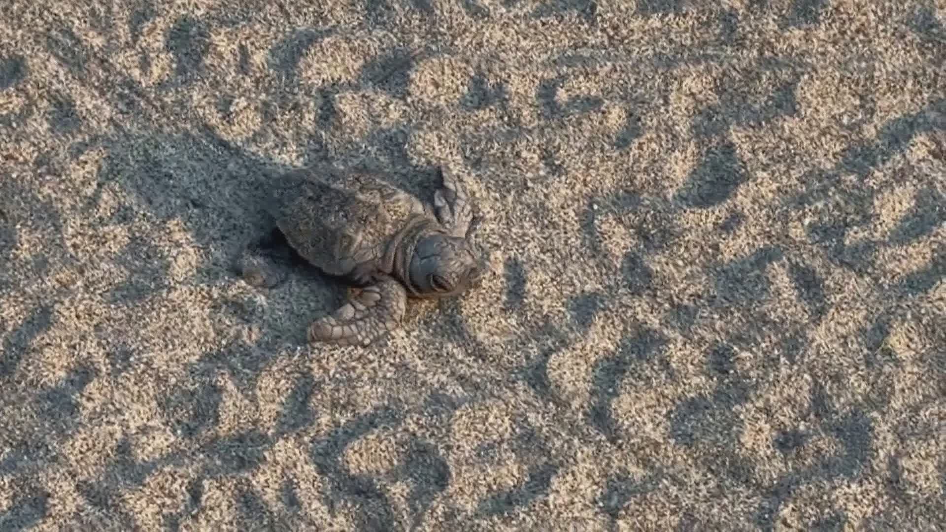Laigueglia, schiuse le uova di tartaruga Caretta caretta: 43 esemplari raggiungono il mare