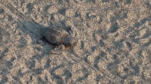 Laigueglia, schiuse le uova di tartaruga Caretta caretta: 43 esemplari raggiungono il mare