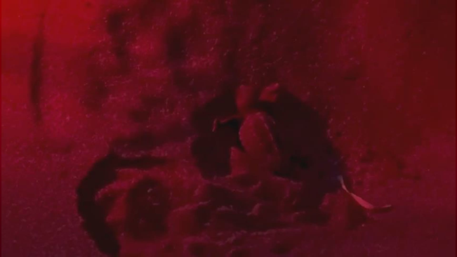 Laigueglia, altre cinque tartarughine Caretta caretta emergono dalla sabbia (VIDEO)
