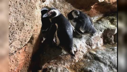 Genova, Acquario: nati due pulcini di pinguino di Magellano